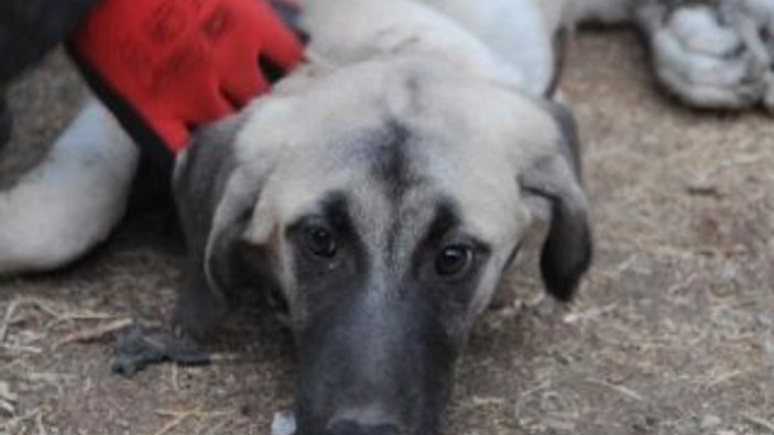 Gaziantep'te 2 kişi köpeğe işkence yaptı