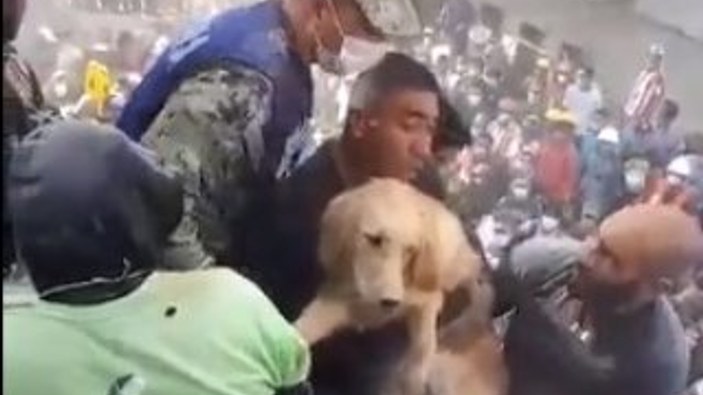 Meksika'da depremin ardından enkaz altında kalan köpek