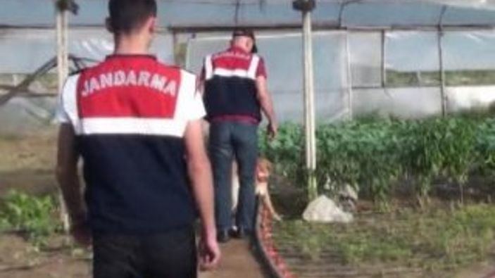 Sarıyer'de organik tarım adı altında hint keneviri üretimi