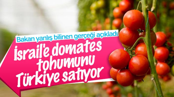 Türkiye İsrail'e domates tohumu ihraç ediyor
