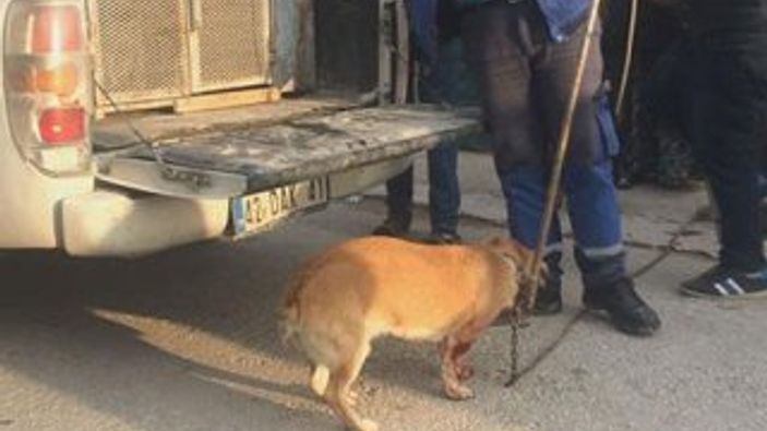 Konya'da bir adam bahçede havlayan köpeği bıçakladı