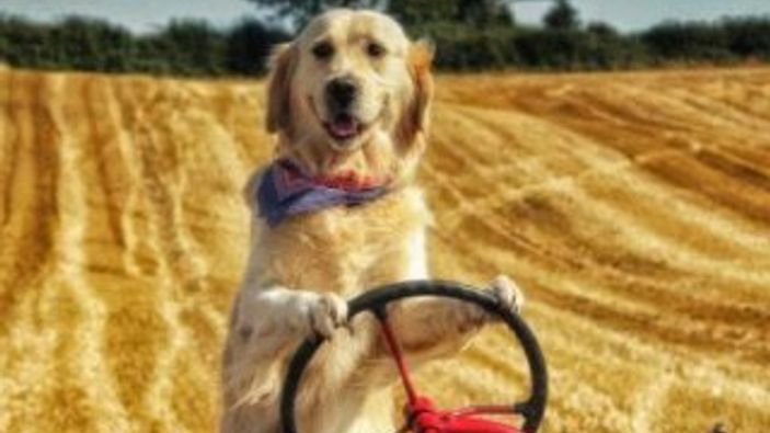 Tarlada traktör süren köpek