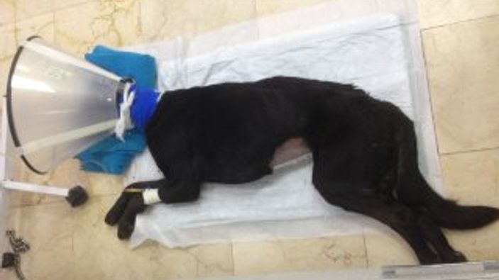 Anüsünden içeri silikon sıkılan köpek öldü