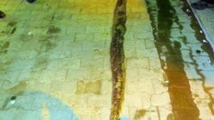 Şarköy'de 3 metre 20 santimlik yılan bulundu