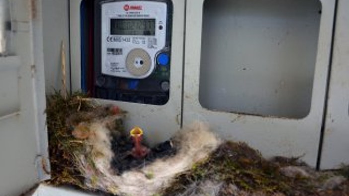 Elektrik saatine yuva yapan kuş, evi elektriksiz bıraktı