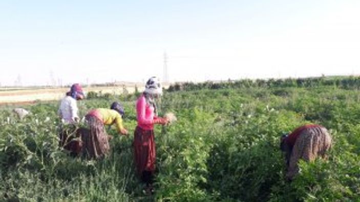 Yeşil soğanın çuvalı tarlada 5 lira, halde ise 100 lira