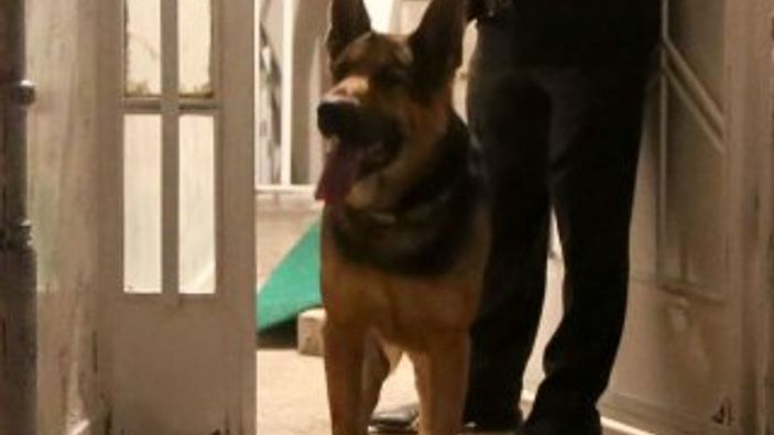Ağız tasması olmayan köpek, polise saldırdı