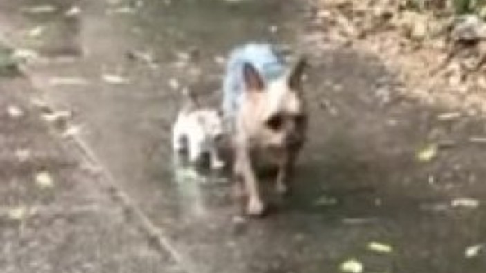 ABD'de yağmurda ıslanan kediye sahip çıkan köpek
