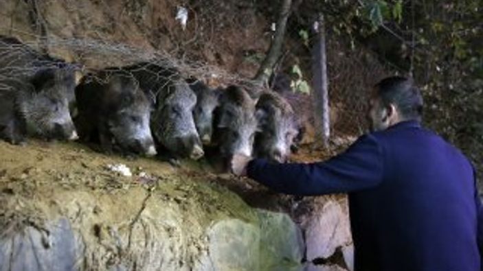 Sarıyer'de şehre inen domuzları beslediler