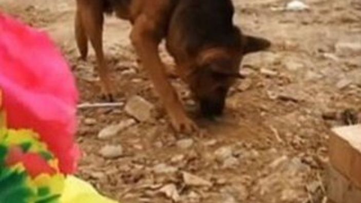 Sahibi ölen köpeğin sevgisi