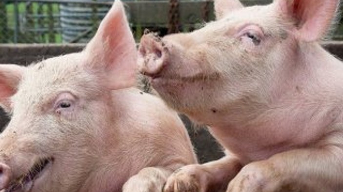 Rusya'da bir çiftlikte Afrika domuz vebası tespit edildi