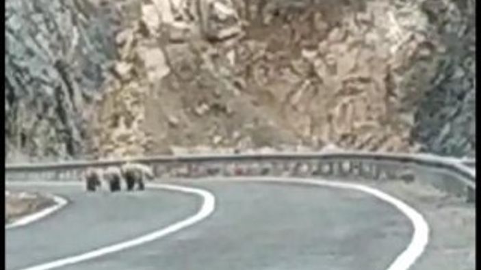 Boz ayı, yavrularıyla kara yoluna indi