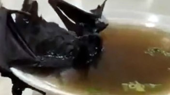 Koronayı yarasa yiyen sokak köpekleri başlattı iddiası