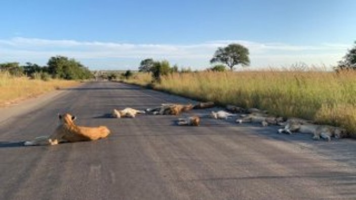 Kruger Ulusal Parkı’ndaki aslanlar yola indi