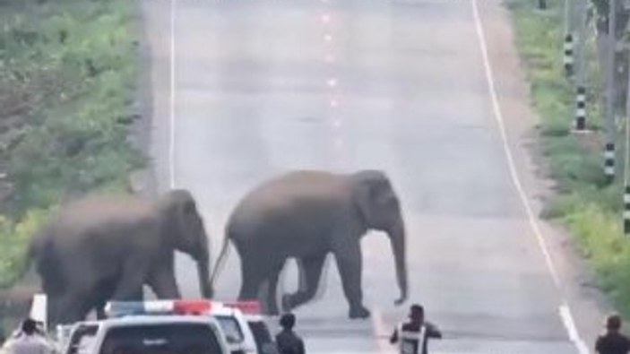 Tayland’da fil sürüsü caddeyi bastı