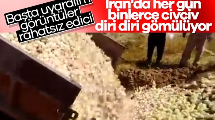 İran'da binlerce civciv canlı canlı gömüldü