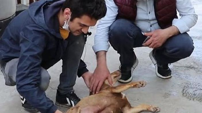 Fındık köpek, yeni doğmuş kedi yavrusunu anne oldu