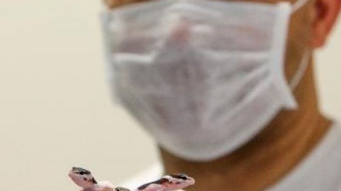 Sürüngen ve bukalemun yavrusu karantinada büyüyor