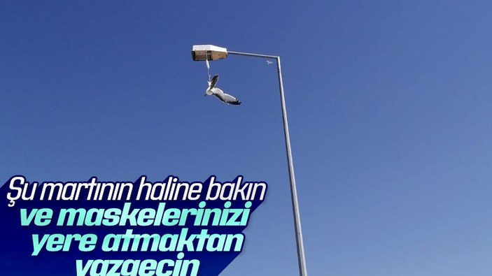 Bitlis'te ayağına maske takılan martı, direkte asılı kaldı