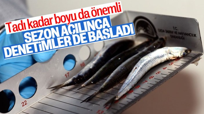 Bursa'da balık sezonu başladı, denetimler arttı