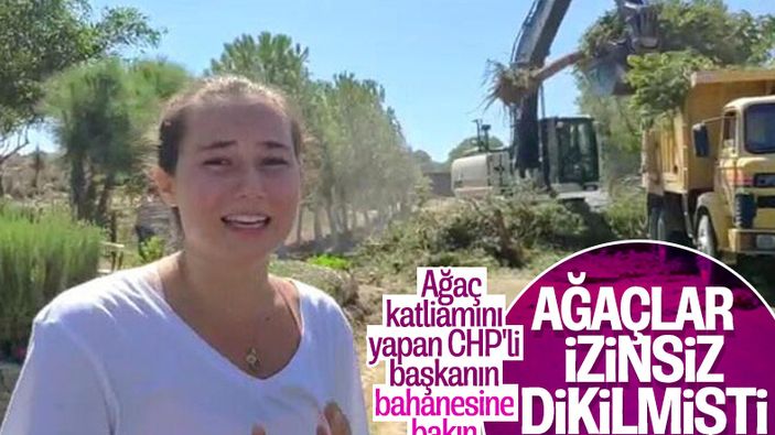 Karaburun Belediyesi ağaç katliamına bahane uydurdu