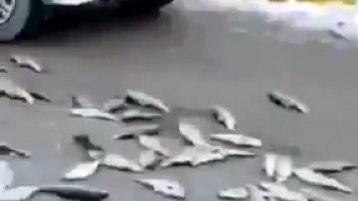 Van’da zabıta seyyar satıcının balıklarını yere döktü