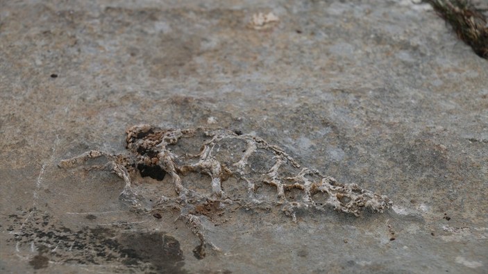 Adıyaman’da 70 milyon yıllık Gastropod bulundu