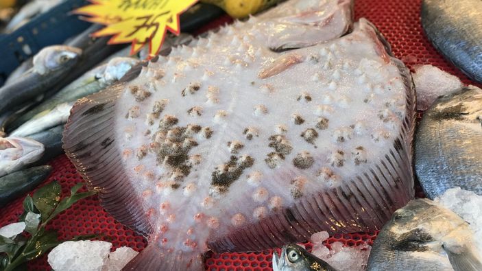 Kilosu 250 liraya alıcı bulan kalkan, yok satıyor