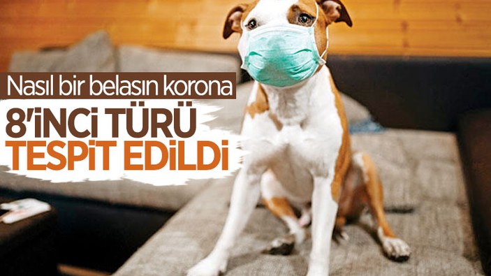 Malezya'da köpekten insana geçebilen koronavirüs türü bulundu