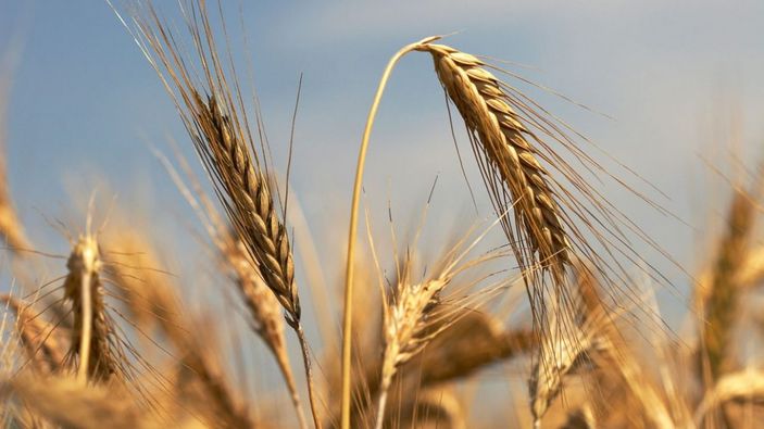 TMO, 2021 yılı için hasat sonu hububat satış fiyatlarını açıkladı