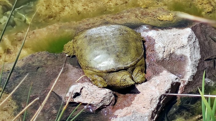 Beylikdüzü’nde nesli tükenmek üzere olan Fırat Kaplumbağası bulundu
