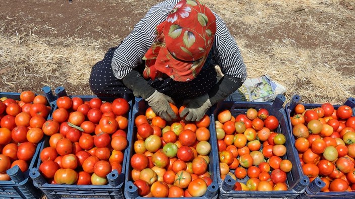 Kilisli domates talebine yetişemiyor