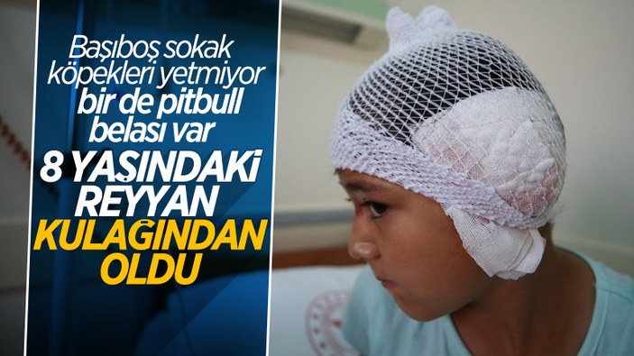 Balıkesir'de 8 yaşındaki kız, pitbull saldırısına uğradı