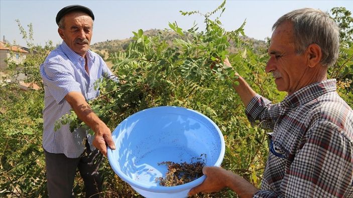 Sumak üretimi 8 yılda 5 kat arttı