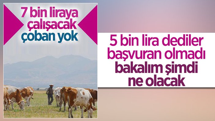 Erzurum'da çoban sıkıntısı: 7 bin lirayı beğenmiyorlar