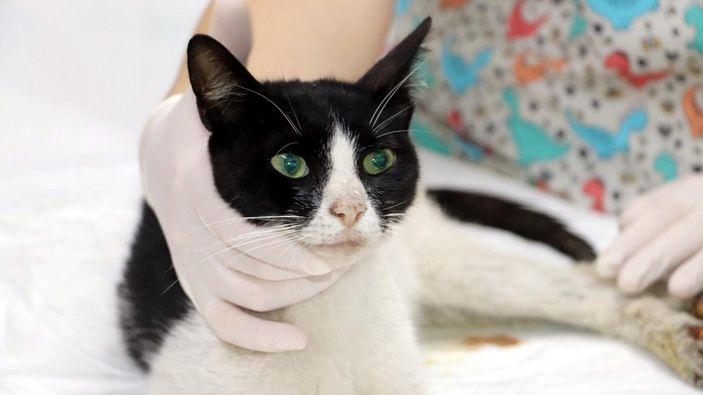 Zonguldak'ta kedi cinsel saldırıya uğradı
