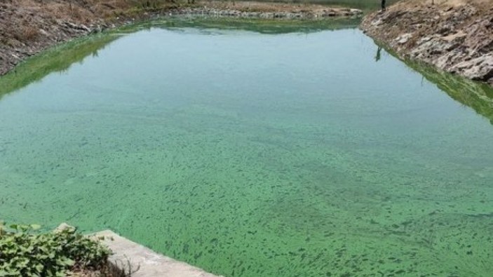 Sazlıbosna Gölü yeşile döndü