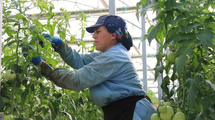 Eskişehir’de sıcak su ile yıllık 1.200 ton domates üretiliyor