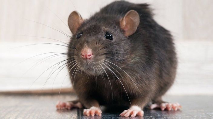 İrlanda'da müdürüne sinirlenerek ofise fare bırakan kişi hapis cezası aldı