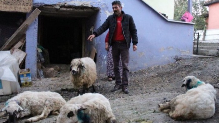 Samsun'da aç kalan sokak köpekleri, koyun sürüsüne saldırdı