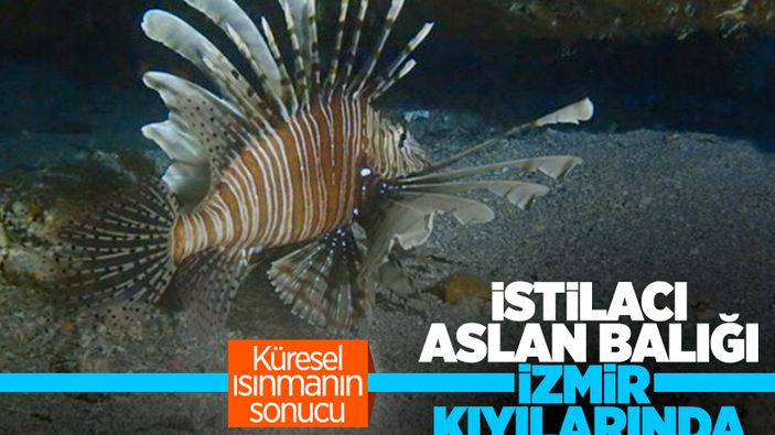 İstilacı aslan balığı Ege'de de yayılıyor