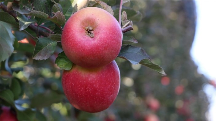 Karaman'dan 20 ülkeye elma ihraç ediliyor