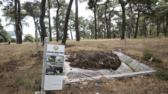 İstanbul'da ormanlarda zararlı böceklere karşı mücadele