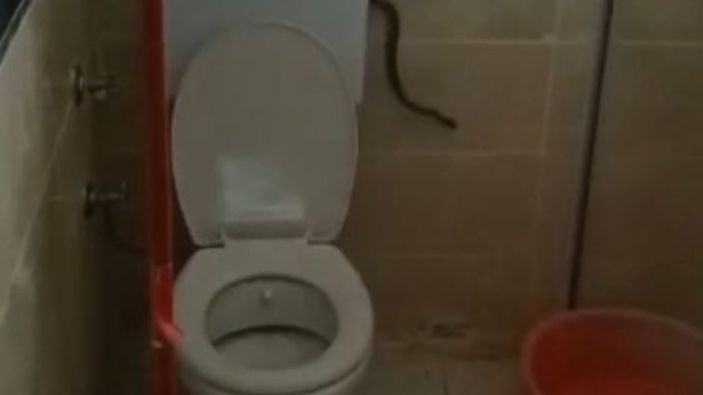 Aydın'da bir kişi yüzünü yıkamak için girdiği banyoda yılanla karşılaştı