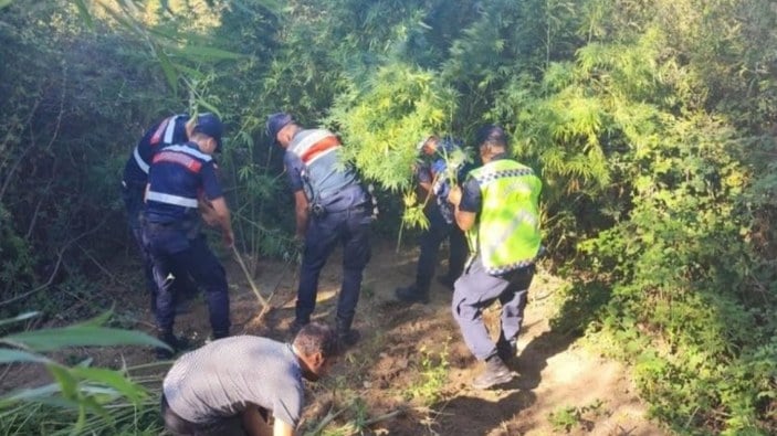 Antalya'da kamu arazisine kenevir eken kişi yakalandı