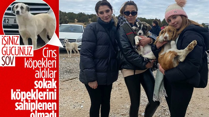 Konya'daki barınakta cins köpekler sahiplenildi sokak köpekleri kaldı