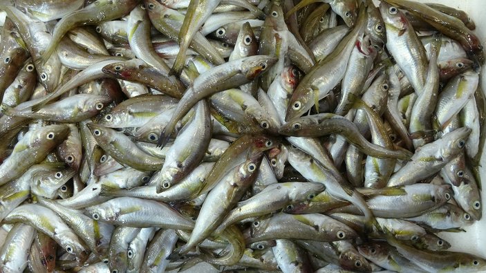 Kuraklık balığı vurdu: Beslenemiyorlar