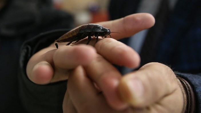 Biyolojik mücadelenin askerleri: Faydalı böcekler
