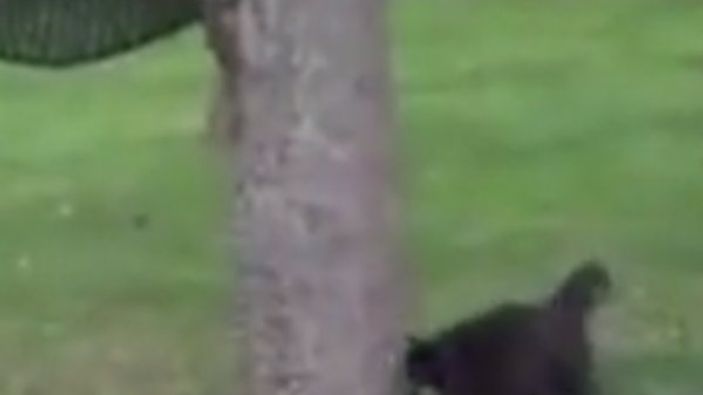 Sincaba saldırdığına pişman olan kedi