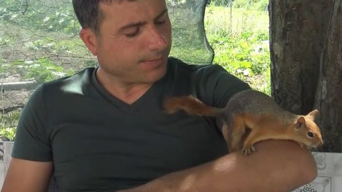 Tokat'ta sincap ile öğretmen dostunun renkli görüntüleri